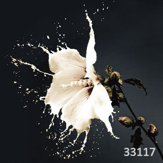 Цветочный взрыв